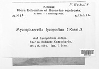 Mycosphaerella lycopodina image